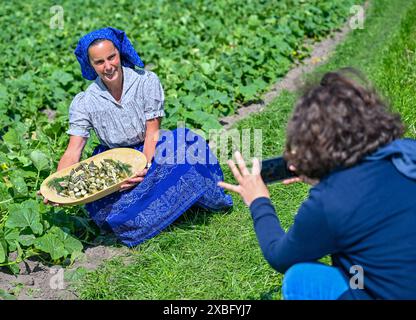 12 giugno 2024, Brandeburgo, Lübben: Antje Krischock indossa il costume sorbiano-endish all'inizio della raccolta dei cetrioli nello Spreewald su un campo a Spreewaldhof Niewitz. Lo stesso giorno, la raccolta del famoso cetriolo di Spreewald iniziò ufficialmente nella regione di Spreewald. Nonostante le grandi sfide di quest'anno, i coltivatori iniziano il raccolto in tempo. Con 512 ettari coltivati, la superficie della superficie rimane la stessa degli anni precedenti, secondo lo Spreewaldverein e.V. nella Spreewald, vi sono in totale 8 coltivatori e 7 impianti di lavorazione per la produzione Foto Stock