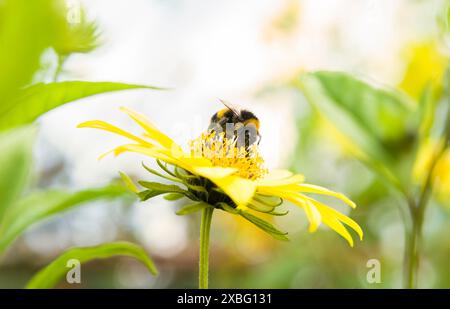 Bombo a coda di rondine (Bombus terrestris) su fiore giallo di helianthus, girasole. Giardino inglese in estate Foto Stock
