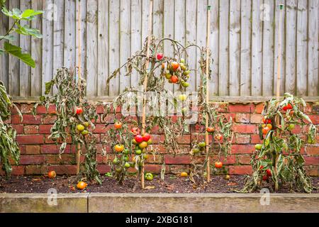 Piante di pomodoro della vite avvizzite con malattia maligna che cresce in un giardino del Regno Unito Foto Stock