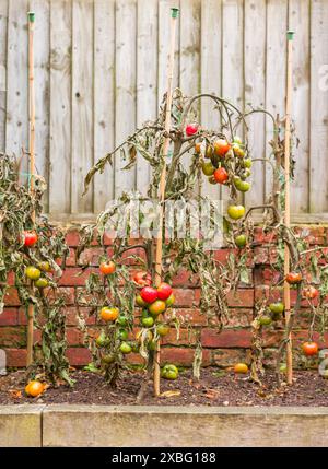 Piante di pomodoro della vite avvizzite con malattia maligna che cresce in un giardino del Regno Unito Foto Stock