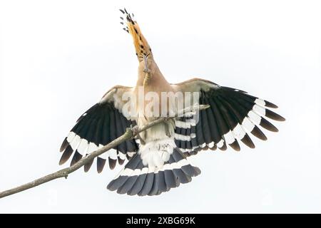 Hoopoe eurasiatico, epops Upupa, atterraggio su una diramazione, Hortobagy, Ungheria Foto Stock