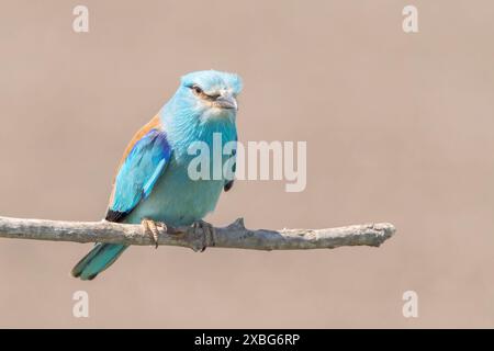 European Roller, Coracias garrulus, adulto singolo arroccato sul ramo, Hortobagy, Ungheria, 30 aprile 2024 Foto Stock