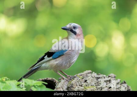 jay eurasiatico, Garrulus glandarius, singolo adulto in piedi a terra, Hortobagy, Ungheria Foto Stock