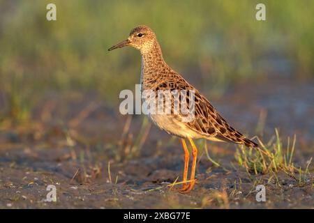 Ruff, Philomachos pugnax o Calidris pugnax, adulto singolo in piedi in acque basse, Hortobagy, Ungheria, 29 aprile 2024 Foto Stock