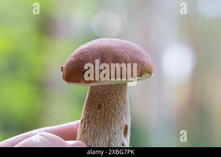 Boletus edulis o funghi porcini in mano a una donna sullo sfondo di piccoli abeti in una foresta estiva. Foto Stock