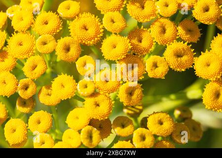 Primo piano dei fiori gialli brillanti del comune tansy (Tanacetum vulgare) in piena fioritura Foto Stock