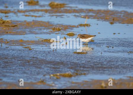 Un dunlin (Calidris alpina) in un campo di riso inondato nel delta dell'Ebro in inverno (Montsià, Tarragona, Catalogna, Spagna) ESP: Un correlimos común Foto Stock