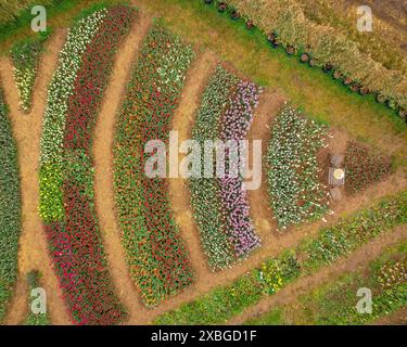 Vista aerea dei campi di tulipmania in fiore in primavera, ai piedi di Pedraforca (Berguedà, Barcellona, ​​Catalonia, Spagna, Pirenei) Foto Stock