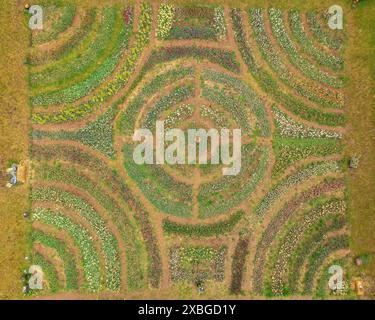 Vista aerea dei campi di tulipmania in fiore in primavera, ai piedi di Pedraforca (Berguedà, Barcellona, ​​Catalonia, Spagna, Pirenei) Foto Stock