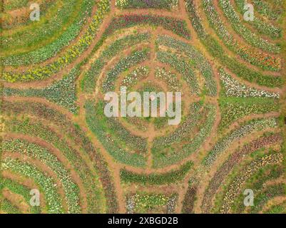 Vista aerea dei campi di tulipmania in fiore in primavera, ai piedi di Pedraforca (Berguedà, Barcellona, ​​Catalonia, Spagna, Pirenei) Foto Stock