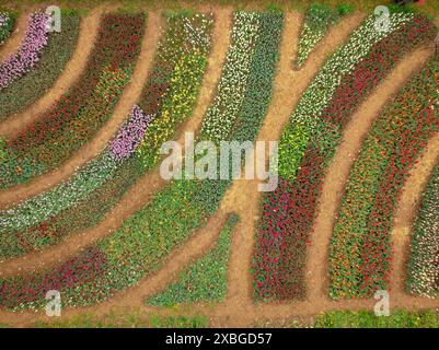 Vista aerea dei campi di tulipmania in fiore in primavera, ai piedi di Pedraforca (Berguedà, Barcellona, ​​Catalonia, Spagna, Pirenei) Foto Stock