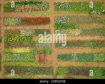 Vista aerea dei campi di tulipmania in fiore in primavera, ai piedi di Pedraforca (Berguedà, Barcellona, ​​Catalonia, Spagna, Pirenei) Foto Stock