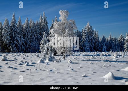 Geografia / viaggi, Germania, Baden-Wuerttemberg, paesaggio invernale innevato vicino a Kniebis, ULTERIORI-DIRITTI-CLEARANCE-INFO-NOT-AVAILABLE Foto Stock