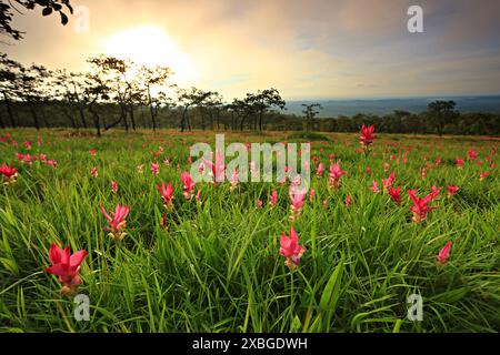 Fioritura di Dok krachiao o festival Siam-Tulip a Thung Bua Sawan (Parco Nazionale di Sai Thong) Chaiyaphum, Thailandia Foto Stock