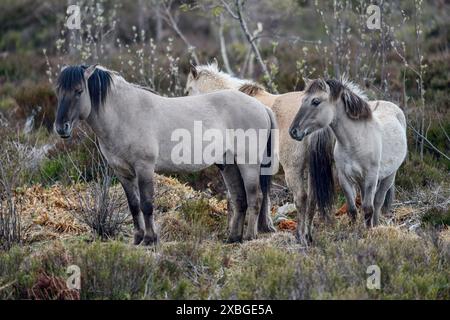 Konik, cavallo selvatico, due puledri in gioco, Schliffkopf, Parco Nazionale Foresta Nera, Germania, Europa, DIRITTI AGGIUNTIVI-CLEARANCE-INFO-NOT-AVAILABLE Foto Stock