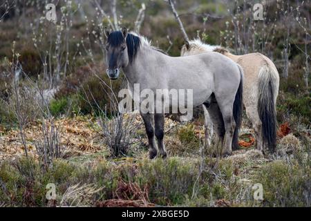 Konik, cavallo selvatico, due puledri in gioco, Schliffkopf, Parco Nazionale Foresta Nera, Germania, Europa, DIRITTI AGGIUNTIVI-CLEARANCE-INFO-NOT-AVAILABLE Foto Stock