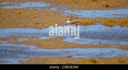 Coda d'alga bianca (Motacilla alba) in un campo di riso nel Delta dell'Ebro in inverno (Montsià, Tarragona, Catalogna, Spagna) ESP Lavandera blanca, Delta del Ebro Foto Stock