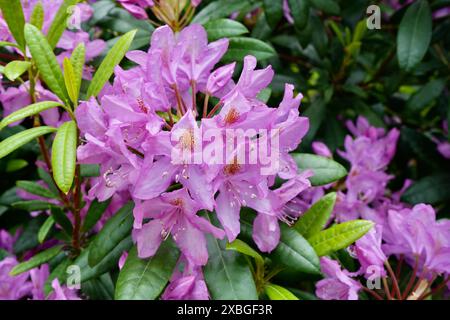 Bellissimi fiori di rododendro viola con gocce d'acqua. Rhododendron Ponticum. Foto Stock