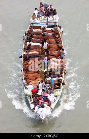 Dacca, Dacca, Bangladesh. 12 giugno 2024. I commercianti allineano il loro bestiame in barche strette a motore e li portano al mercato delle mucche sul fiume Buriganga a Dacca per venderlo in occasione del santo Eid al-Adha. Prima di Eid, il bestiame viene rifornito in barca come mezzo di facile trasporto ai mercati delle mucche sul fiume. Milioni di animali sono sacrificati in Bangladesh durante il santo Eid al-Adha. Migliaia di mucche e capre vengono vendute ogni giorno in ogni mercato animale in tutto il paese. Crediti: ZUMA Press, Inc./Alamy Live News Foto Stock