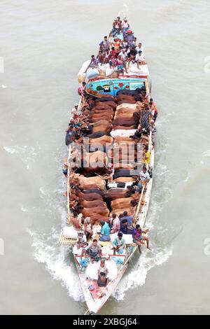 Dacca, Dacca, Bangladesh. 12 giugno 2024. I commercianti allineano il loro bestiame in barche strette a motore e li portano al mercato delle mucche sul fiume Buriganga a Dacca per venderlo in occasione del santo Eid al-Adha. Prima di Eid, il bestiame viene rifornito in barca come mezzo di facile trasporto ai mercati delle mucche sul fiume. Milioni di animali sono sacrificati in Bangladesh durante il santo Eid al-Adha. Migliaia di mucche e capre vengono vendute ogni giorno in ogni mercato animale in tutto il paese. Crediti: ZUMA Press, Inc./Alamy Live News Foto Stock