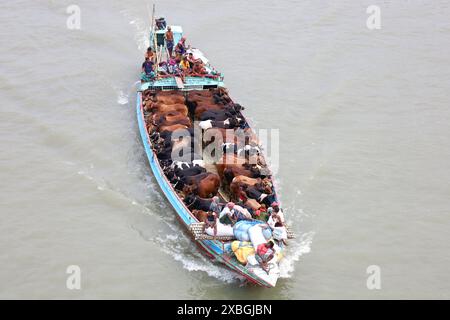 Dacca, Dacca, Bangladesh. 12 giugno 2024. I commercianti allineano il loro bestiame in barche strette a motore e li portano al mercato delle mucche sul fiume Buriganga a Dacca per venderlo in occasione del santo Eid al-Adha. Prima di Eid, il bestiame viene rifornito in barca come mezzo di facile trasporto ai mercati delle mucche sul fiume. Milioni di animali sono sacrificati in Bangladesh durante il santo Eid al-Adha. Migliaia di mucche e capre vengono vendute ogni giorno in ogni mercato animale in tutto il paese. Crediti: ZUMA Press, Inc./Alamy Live News Foto Stock