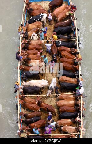 Dacca, Dacca, Bangladesh. 12 giugno 2024. I commercianti allineano il loro bestiame in barche strette a motore e li portano al mercato delle mucche sul fiume Buriganga a Dacca per venderlo in occasione del santo Eid al-Adha. Prima di Eid, il bestiame viene rifornito in barca come mezzo di facile trasporto ai mercati delle mucche sul fiume. Milioni di animali sono sacrificati in Bangladesh durante il santo Eid al-Adha. Migliaia di mucche e capre vengono vendute ogni giorno in ogni mercato animale in tutto il paese. Crediti: ZUMA Press, Inc./Alamy Live News Foto Stock