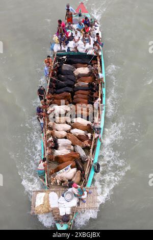 Dacca, Dacca, Bangladesh. 12 giugno 2024. I commercianti allineano il loro bestiame in barche strette a motore e li portano al mercato delle mucche sul fiume Buriganga a Dacca per venderlo in occasione del santo Eid al-Adha. Prima di Eid, il bestiame viene rifornito in barca come mezzo di facile trasporto ai mercati delle mucche sul fiume. Milioni di animali sono sacrificati in Bangladesh durante il santo Eid al-Adha. Migliaia di mucche e capre vengono vendute ogni giorno in ogni mercato animale in tutto il paese. Crediti: ZUMA Press, Inc./Alamy Live News Foto Stock