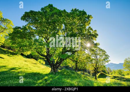Botanica, stampa solare brillante, sicomoro di prin e genera stella solare, NON-USO ESCLUSIVO PER-BIGLIETTI-AUGURI-CARTOLINE-CARTOLINE-USO-CARTOLINE-BIGLIETTI-CARTOLINE-BIGLIETTI-BIGLIETTI-BIGLIETTI-CARTOLINE-BIGLIETTI-BIGLIETTI-CARTOLINE-BIGLIETTI-BIGLIETTI-BIGLIETTI-BIGLIETTI Foto Stock