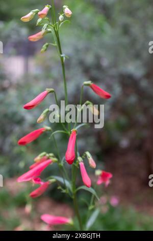 Fiori tubolari su un gambo di lingua scarlatta (Penstemon barbatus) in primavera (verticale) Foto Stock