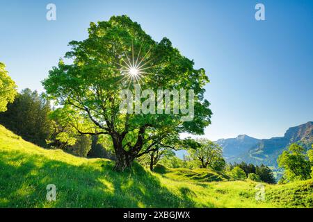 BOTANICA, STAMPA SOLARE BRILLANTE, SENZA COPERTINA CALENDARIO, 2025 | NON USO ESCLUSIVO PER BIGLIETTI-AUGURI-CARTOLINE-CARTOLINE-CARTOLINA-PIEGHEVOLE Foto Stock