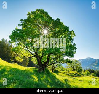 BOTANICA, STAMPA SOLARE BRILLANTE, SENZA COPERTINA CALENDARIO, 2025 | NON USO ESCLUSIVO PER BIGLIETTI-AUGURI-CARTOLINE-CARTOLINE-CARTOLINA-PIEGHEVOLE Foto Stock