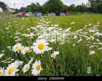 Daisies di fronte a un parcheggio di campagna. Foto Stock