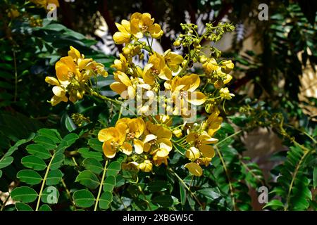 Fiori d'albero delle meraviglie dorate (Senna spectabilis) Foto Stock