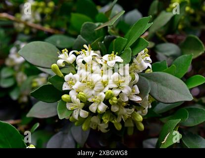 Fiori di gelsomino d'arancia sull'albero (Murraya paniculata) Foto Stock