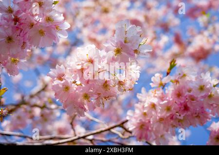 I ciliegi giapponesi fioriscono in primavera di fronte a un cielo azzurro Foto Stock
