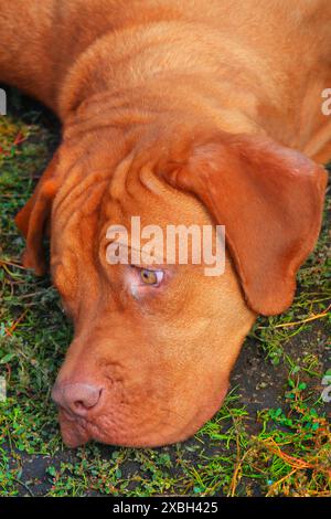 cane boxer steso su erba verde sullo sfondo autunnale Foto Stock