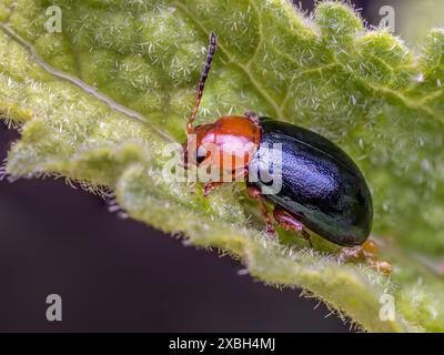 Macinato di scarabeo in foglia di cereali su una foglia verde Foto Stock