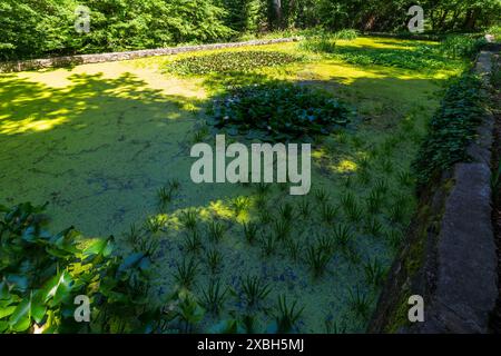 Giardino botanico dell'Università di Sopron, Sopron, Ungheria Foto Stock