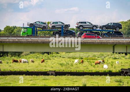 LKW auf der Autobahn A40, Brücke über die Ruhr und Styrumer Ruhrauen, Rinderherde, Mülheim grasen, Milchkühe an der Ruhr, NRW, Deutschland Autobahn A40 *** autocarro sull'autostrada A40, ponte sulla Ruhr e Styrumer Ruhrauen, mandria di bovini, mucche da latte al pascolo, Mülheim an der Ruhr, NRW, autostrada tedesca A40 Foto Stock