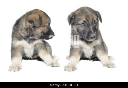 Simpatico cucciolo di 1,5 mesi su sfondo bianco Foto Stock