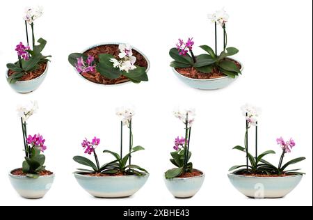 Orchidea in vaso viste diverse isolate sullo sfondo dello studio Foto Stock