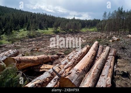 Raccolta di boschi sulla fungie Road vicino a glen tanar, tenuta, Aberdeenshire Scozia Foto Stock