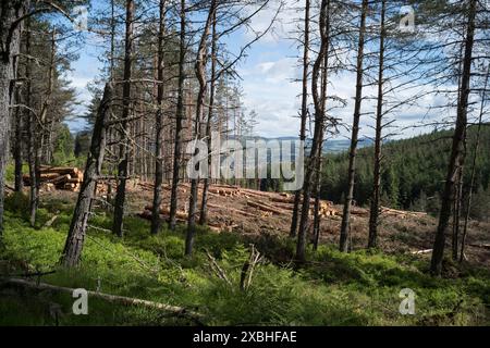 Raccolta di boschi sulla fungie Road vicino a glen tanar, tenuta, Aberdeenshire Scozia Foto Stock