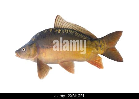 La carpa comune. Cyprinus carpio. Isolato su bianco Foto Stock