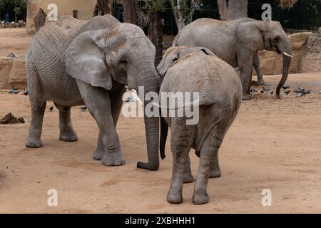 Gli elefanti africani (Loxodonta africana, elefante savana africana), animale della famiglia Elephantidae, zoo di Lisbona, Portogallo. Foto Stock