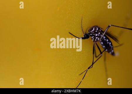 Primo piano della zanzara aedes dengue morta isolata su sfondo giallo. Foto Stock