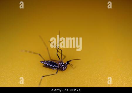 Primo piano della zanzara aedes dengue morta isolata su sfondo giallo. Foto Stock