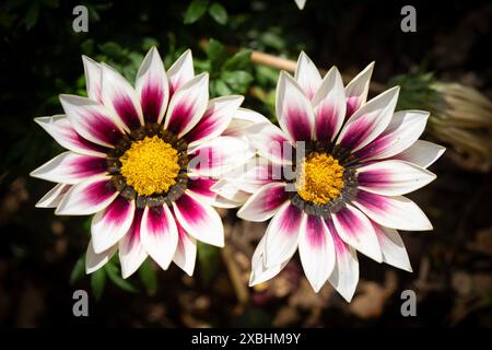 Due fiori bianchi di gazania in un giardino illuminato dal sole. Foto Stock