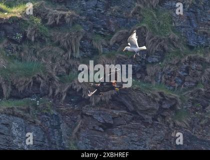 Aquila dalla coda bianca (Haliaeetus albicilla), in volo, inseguita da un'aringa di gabbiano (Larus argentatus) intorno alle isole Shiant, Harris, ISL occidentale Foto Stock