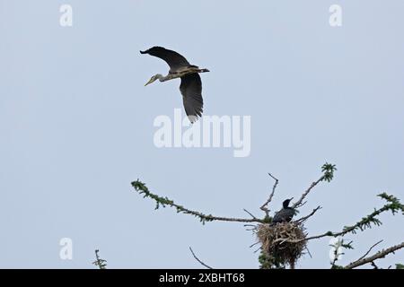 Airone grigio (Ardea cinerea) in volo, pulcino cormorano (Phalacrocorax carbo) nel suo nido, uccello gelting, Gelting Bay, Nieby, Schleswig-Holstein, Germania Foto Stock